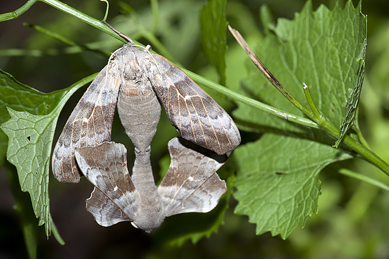 Falena da identificare